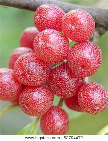 Red Elaeagnaceae berries
