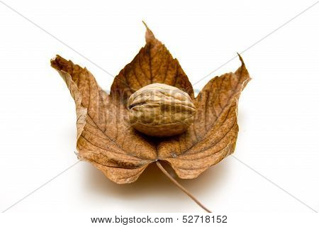 Fresh walnut with autumn leaf