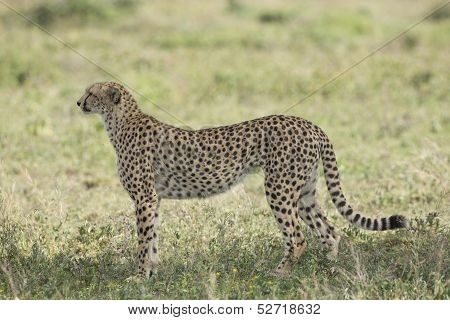 Female Cheetah (acinonyx Jubatus) In Tanzania