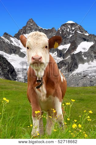 Cow on the meadow.In the background of the Ober Gabelhorn -Swiss Alps 