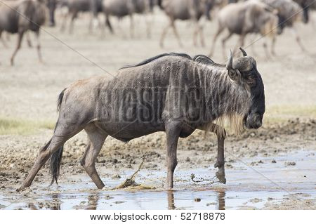 White Bearded Wildebeest On The Migration. Tanzania