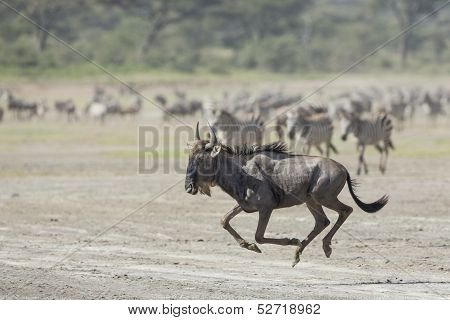White Bearded Wildebeest Running, Tanzania