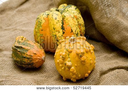Pumpkin