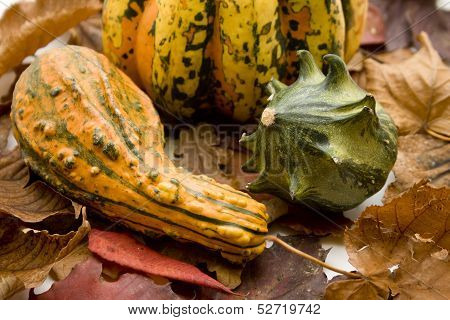 Pumpkin with autumn leaves