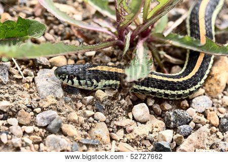 Close up Garter Snake on road in Canada