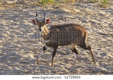 Mal Bushbuck (tragelaphus Scriptus), South Africa
