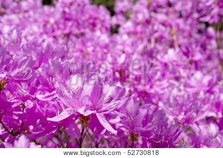 Red purple azalea blossoms