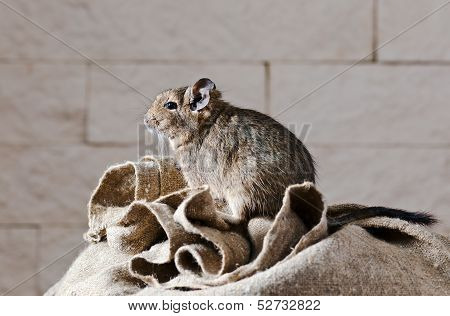Degu (octodon Degus) Is A Small Caviomorph Rodent