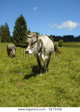 Two Cows In Mountain