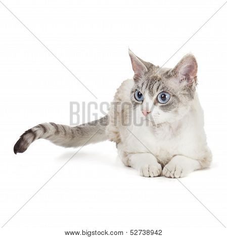 Devon Rex With Blue Eyes