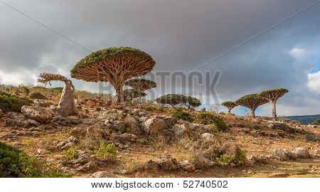 Dragon Trees At Dixam Plateau, Socotra Island, Yemen