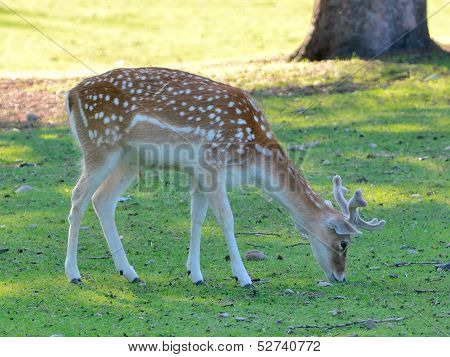 Roebuck (capreolus capreolus)