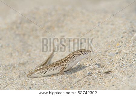 Sand lizard side view