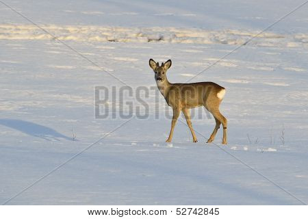 Deer in winter