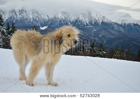 Dog standing in the snow