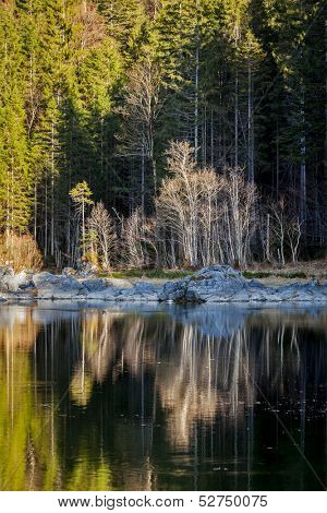Forest trees on Frillensee (small lake near Eibsee). Bavaria, Germany