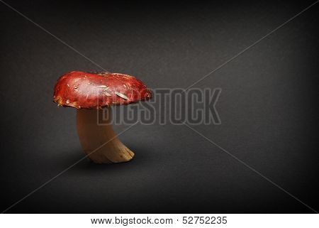 Russula Xerampelina