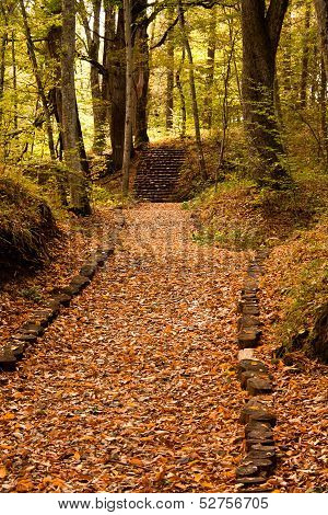 Path In The Forest/woods