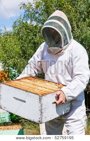 Young male beekeeper in protective workwear carrying honeycomb box at apiary