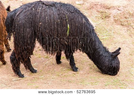 Peruvian Alpaca. Farm Of Llama,alpaca,vicuna In Peru,south America. Andean Animal.alpaca Is South Am