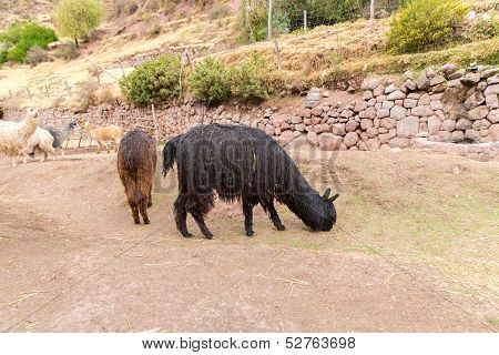 Peruvian Alpaca. Farm Of Llama,alpaca,vicuna In Peru,south America. Andean Animal.alpaca Is South Am
