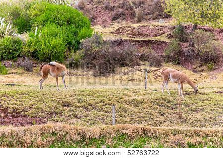 Peruvian  Vicuna. Farm Of Llama,alpaca,vicuna In Peru,south America. Andean Animal.llama Is South Am
