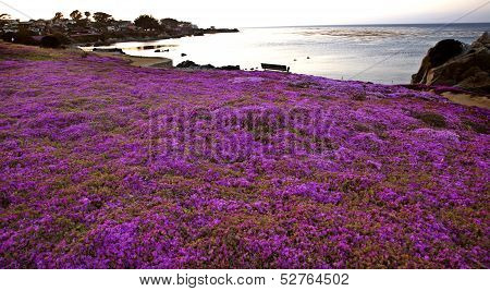 Monterey Coast California