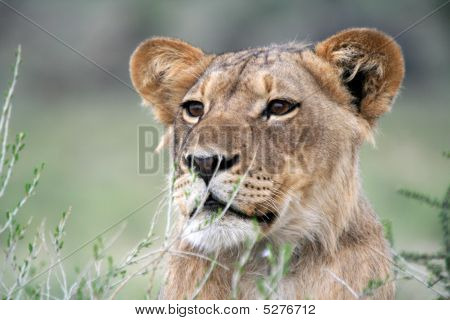 Leone