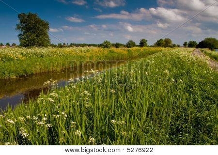 Creek met bomen