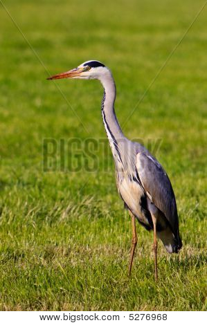 Heron In een grasland