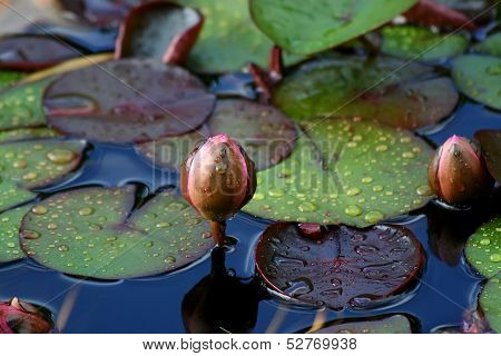 Lotus