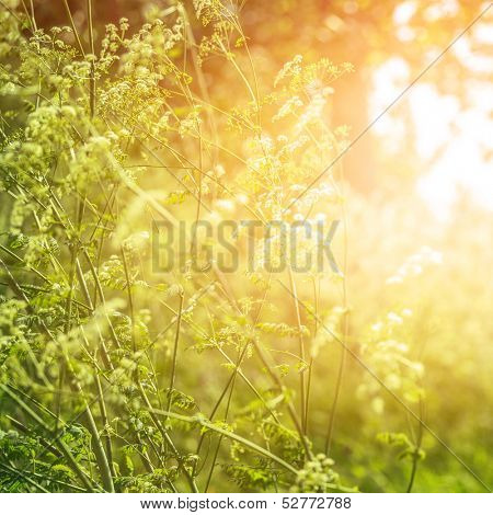 Fine art, dreamy forest, field of wild frowers, abstract floral background, bright sun light, autumn season, beautiful nature 