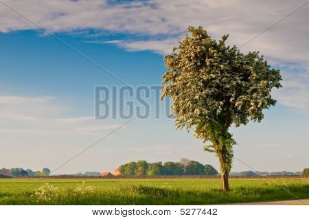 Landschap met bloeiende boom