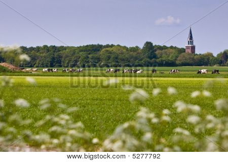 Landschap met kerk en koeien