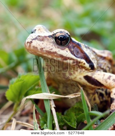 Frøen på græsset