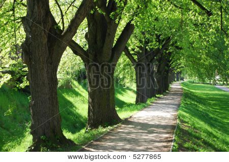 Summer Tree Alley