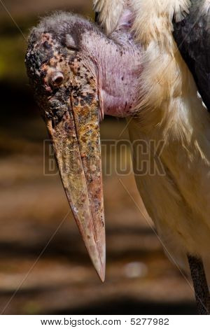 Marabou close-up