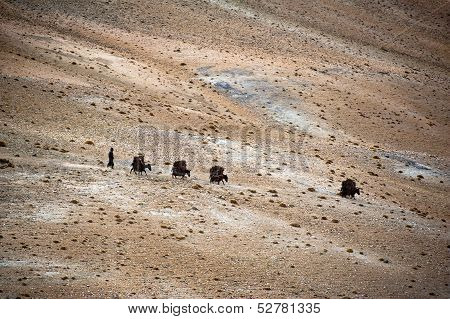 Nomad Life. Donkey caravan in Himalaya. india