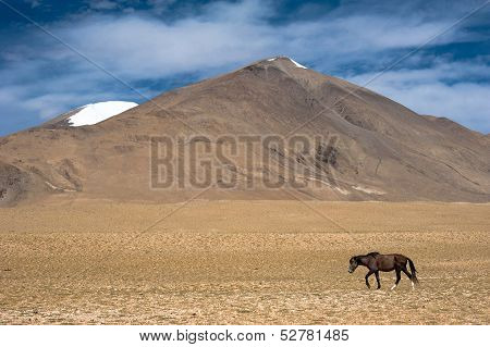 Wild horses at Himalaya mountains . India, Ladakh