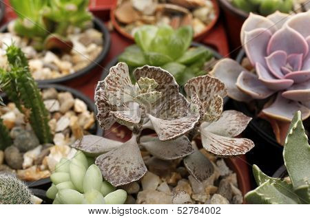 Colorful cacti succulents