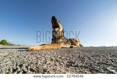 Stray dog on the road on a sunny day