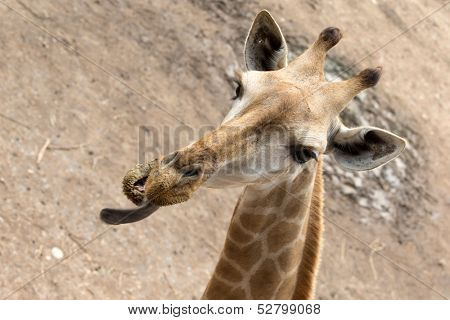 giraffes in the zoo safari park