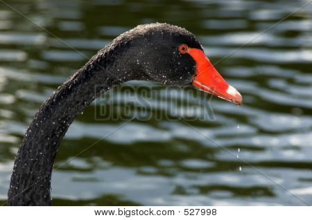 Black Swan