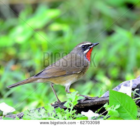 Siberian Rubythroat (luscinia Sibilans) A Bird With Red Throat