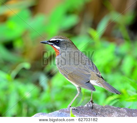 Siberian Rubythroat (luscinia Sibilans) Standing On The Rock With Back Feathers Profile