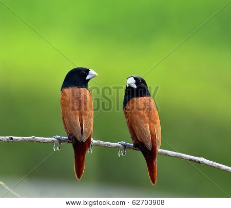 Sweet Pair Of Black-headed Munia Bird Perching Together On The Branch With Clear Green Background