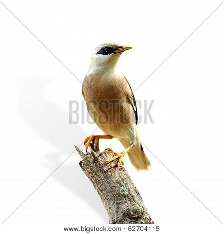 Venus-breasted Starling (sturnus Burnammicus) Bird Isolated On White Background