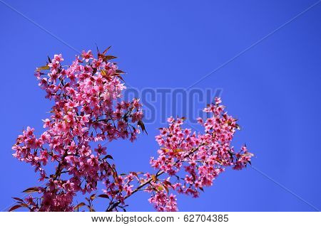 Wild Himalayan Cherry Blossom With Clear Blue Sky As A Background, Pink Flower, Sakura
