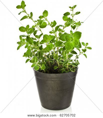 fresh flavoring herbs oregano in black flower- pot isolated on white background 