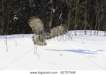 Great Grey Owl in Flight